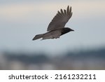 Small photo of American crow is the common crow over much of the U.S. and Canada. Most easily identified by voice, a familiar “caw,” often repeated. Common in any open habitats