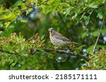 Female House finch resting on branch. That’s partly due to the cheerful red head and breast of males, and to the bird’s long, twittering song.