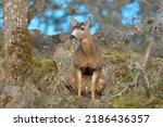 Small photo of Mule deer relaxing in woodland, this is a very popular type of deer in bc, canada