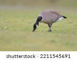 Canada goose feeding on grassland. Canada Geese have a black head with white cheeks and chinstrap, black neck, tan breast, and brown back. 