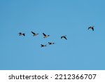 Small photo of Canada goose flying gracefully, The Canada goose is a large wild goose with a black head and neck, white cheeks, white under its chin, and a brown body.