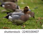 Small photo of Eurasian Wigeon feeding in meadowland. These ducks are beautiful and distinctive with rich reddish-brown head, buffy forehead, pearly gray body, and pinkish breast.