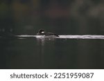 Small photo of Bufflehead resting at seaside, this is a buoyant, large-headed duck that abruptly vanishes and resurfaces as it feeds, the tiny Bufflehead spends winters bobbing in seaside bays.
