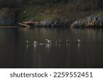 Small photo of Bufflehead landing at seaside, these are buoyant, large-headed ducks that abruptly vanishes and resurfaces as it feeds, the tiny Bufflehead spends winters bobbing in seaside bays.
