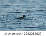 Small photo of Bufflehead resting at seaside, these are buoyant, large-headed ducks that abruptly vanishes and resurfaces as it feeds, the tiny Bufflehead spends winters bobbing in seaside bays.