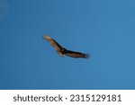 Turkey Vulture Flying At...
