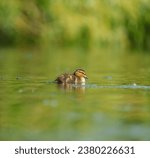 Small photo of Mallard duckling resting at lakeside. Mallards are large ducks with hefty bodies, rounded heads, and wide, flat bills.