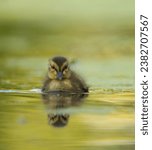 Small photo of Mallard duckling resting at lakeside. Mallards are large ducks with hefty bodies, rounded heads, and wide, flat bills.