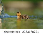 Small photo of Mallard duckling resting at lakeside. Mallards are large ducks with hefty bodies, rounded heads, and wide, flat bills.