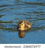 Small photo of Mallard duckling resting at lakeside. Mallards are large ducks with hefty bodies, rounded heads, and wide, flat bills.