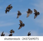 European starling flying in the ...