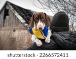 dachshund dog strong photo with the flag of Ukraine on the ruins of the house