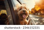 Happy dog in the car window...