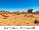 Small photo of Famous indigenous Quiver Tree, Kokerboom, (Aloe dichotoma) standing alone in the typical dry wide african landscape in South Africa, near Springbok between rocks on a sunny day with blue sky.