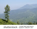 Small photo of Munnar, an unending expanse of tea plantation, pristine valleys and scenic mountains