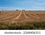 A Freshly harvested agricultural field with neat lines of produce ready for collection in England UK