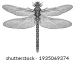 Engrave Isolated Dragonfly Hand ...