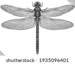 Engrave Isolated Dragonfly Hand ...