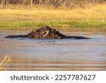 Small photo of hippos smooch in the water