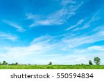 Blue sky and cloud with meadow tree. Plain landscape background for summer poster. 