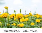Marigold Flowers With Blue Sky.