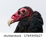 Captive Turkey Vulture At A...