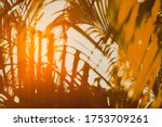 Blur Of Palm Leaves In Sunset...