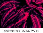 tropical leaf background, neon glow color toned.