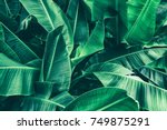 Tropical Banana Leaf Texture ...