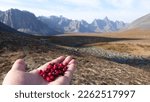 cranberry picking in Tombstone territorial park Yukon
