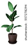 Potted Ficus Tree Isolated On...
