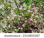 Small photo of Close up pink flowers slender centaury in sun.