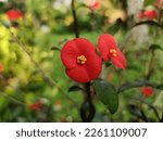 Small photo of Gerold's Spurge or Thornless Crown of Thorns -- Euphorbia geroldii This species is endemic to Madagascar and is endangered in its native habitat. It grows naturally in sub tropical or tropical dry for