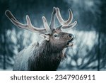 Image taken of a reindeer...