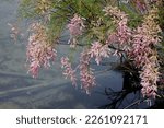 Small photo of Tamarix ramosissima, commonly known as saltcedar, salt cedar, or tamarisk, is a deciduous arching shrub with reddish stems, feathery, pale green foliage, and characteristic small pink flowers