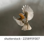 Robin in flight in beautiful...