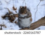Large Eastern Gray Squirrel On...