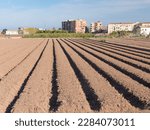 Small photo of orchard of Valencia, Spain. last unique redoubt in Europe that is disappearing through the big city