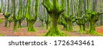 Beech Forest Of Gorbeia Natural ...