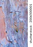 Small photo of Spanish fly beetle (Lytta vesicatoria) in Stone pine (Pinus pinea) or Italian stone pine, umbrella pine and parasol pine in Toledo of Castilla - La Mancha Autonomous Community of Spain, Europe