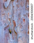 Small photo of Spanish fly beetle (Lytta vesicatoria) in Stone pine (Pinus pinea) or Italian stone pine, umbrella pine and parasol pine in Toledo of Castilla - La Mancha Autonomous Community of Spain, Europe