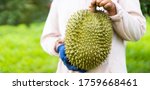 Fresh Durian.durian Tree ...