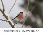 Male Bullfinch In The Wintertime