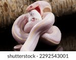 White corn snake is eating a guinea pig, close up, indoor studio shot.