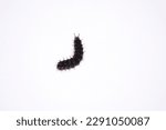Caterpillar insect walking on a ...