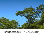 Tree Tops Against Blue Sky With ...