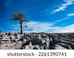 Lone Tree On A Rocky Hillside