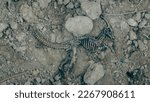 Small photo of fossil dinosaur skeleton tyrannosaurus Trex soil fossil animal