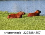 Capybaras Resting Near The Lake