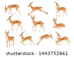 Set of african wild black-tailed gazelle with long horns cartoon animal design flat vector illustration on white background side view antelope